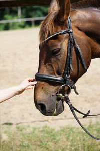 Close up of female hand stroking a brown horse nose- tenderness and caring for animals concept.