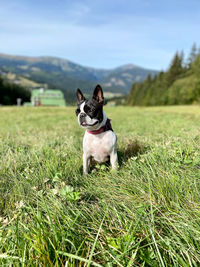Dog standing on grass in field
