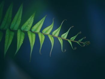 Close-up of fern leaves