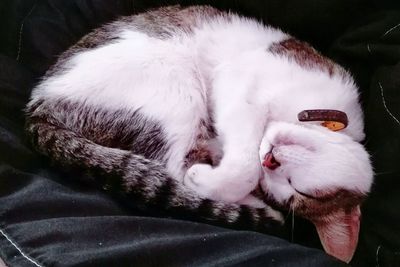 Close-up of dog sleeping