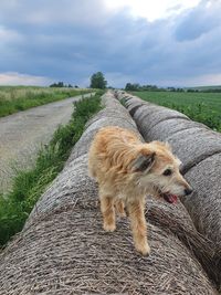 Dog lying on road