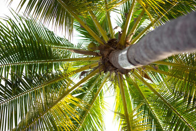 Low angle view of palm tree