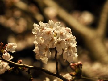 Close-up of white cherry blossom tree