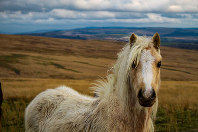 Portrait of horse against sky