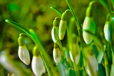 Close-up of fresh green plant