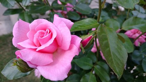 Close-up of pink rose blooming outdoors