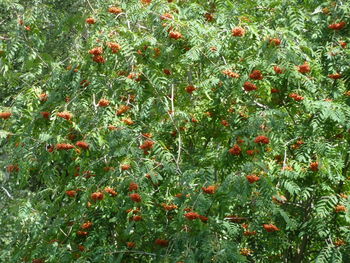 Full frame shot of red berries on field