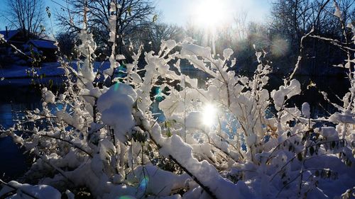 Sun shining through trees