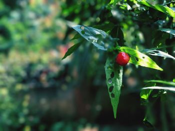 Close-up of berries on tree