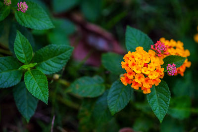 Close-up of flowering plant