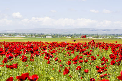 Red poppies on field against sky