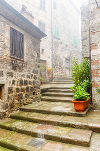 Potted plants on alley amidst buildings