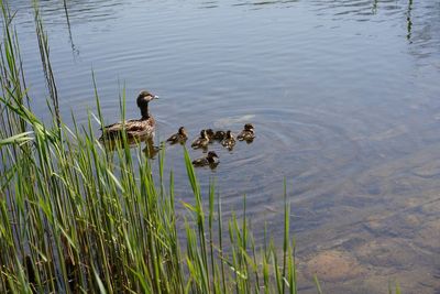 Ducks swimming in lake