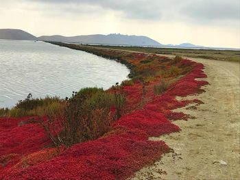 Scenic view of beach against sky