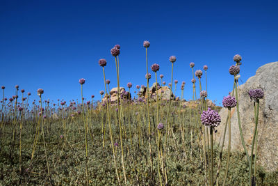 Flowering plants on field against clear blue sky