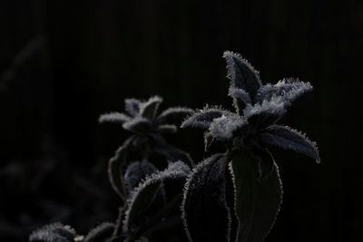 Close-up of frozen plant at night