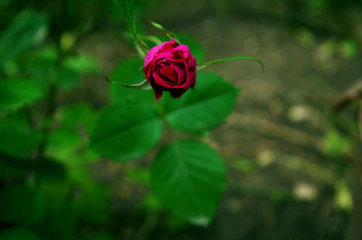 Close-up of pink rose blooming