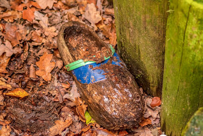 High angle view of lizard on tree trunk