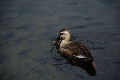 High angle view of duck swimming on lake