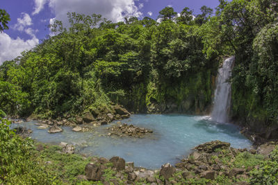 Scenic view of waterfall in forest