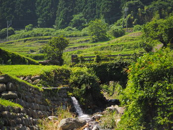 Scenic view of stream amidst trees in forest