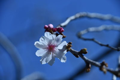 Close-up of cherry blossoms in spring