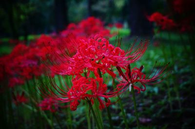 Close-up of red flowers