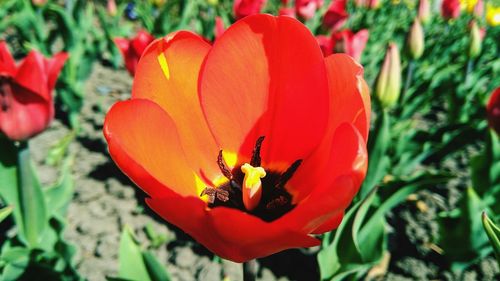 Close-up of bee on red flower