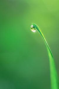 Close-up of water drop on green leaf