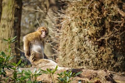 Close-up of monkey sitting outdoors