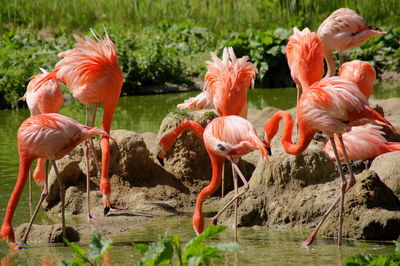 View of flamingos in lake