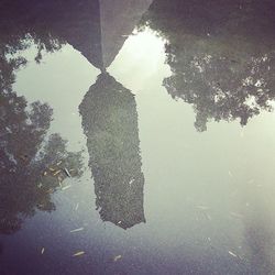 Reflection of trees in puddle