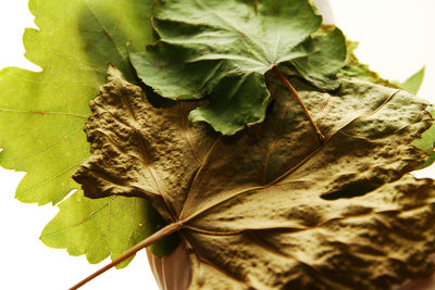 Close-up of dry leaves on plant