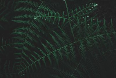 Full frame shot of fern leaves