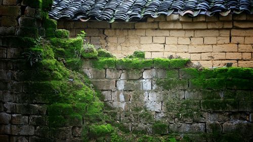 Ivy growing on brick wall