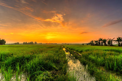 Scenic view of agricultural field against sky during sunset