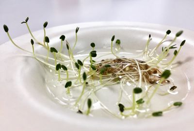 High angle view of salad in plate