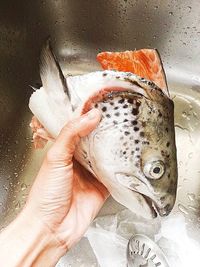 Close-up of hand with fish in water