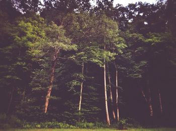 Trees in forest