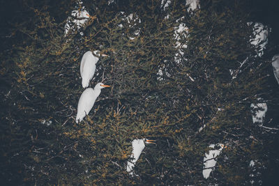 High angle view of swan in water