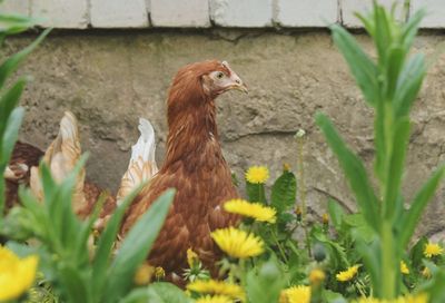 Side view of a hen on meadow