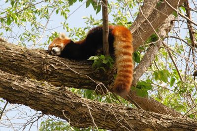 Low angle view of cat on tree