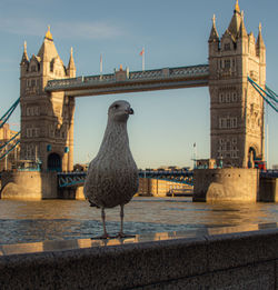 Low angle view of seagull on bridge against buildings