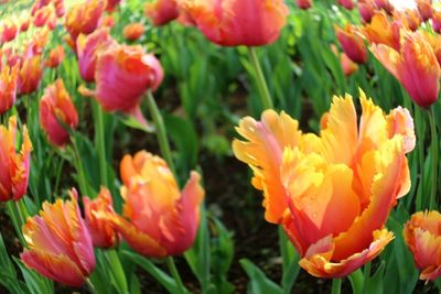 Close-up of orange tulips blooming on field