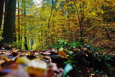 Scenic view of forest