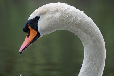 Water dripping from swan's beak