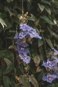 Close-up of purple flowering plant