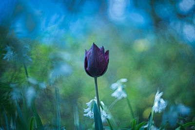 Close-up of purple flowering plant on field