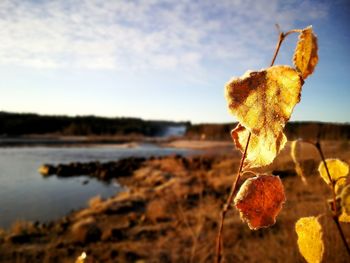 Close-up of dry autumn leaf against sky