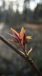 Close-up of flowering plant during autumn